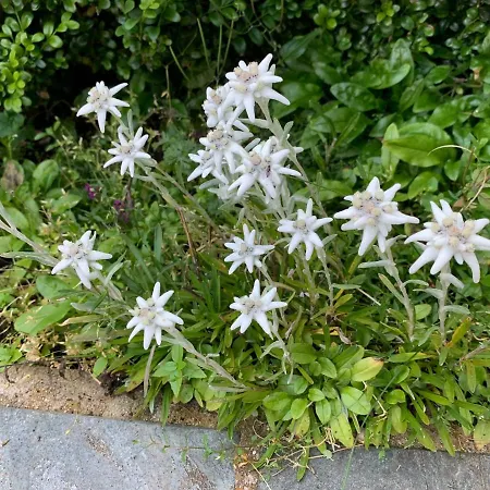 Maris Luxus-bergvilla Bodensdorf