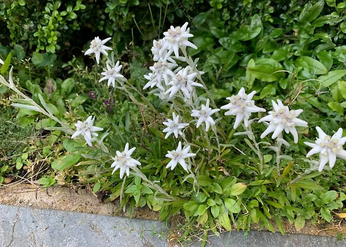 Maris Berghuette Gerlitzen 1720m Bodensdorf